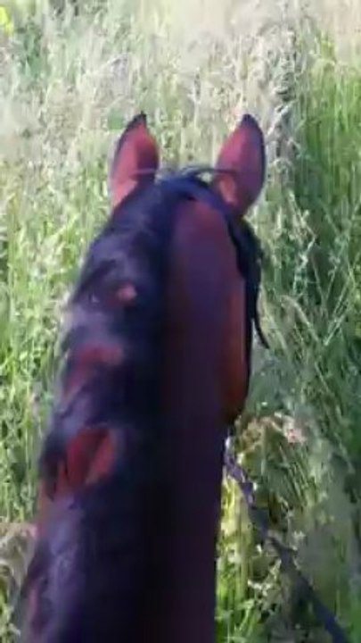 13-06-10 - LAS balade ds les champs :D !