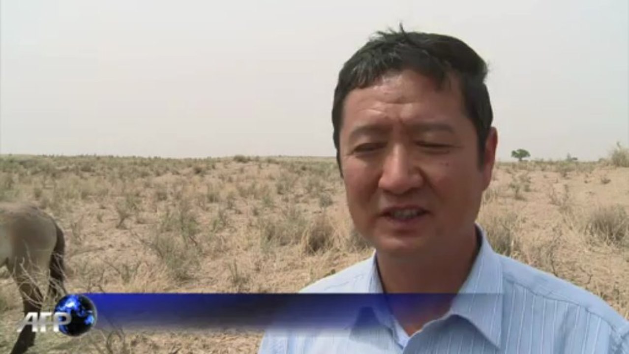 La Chine veut retrouver ses chevaux de Przewalski sauvages