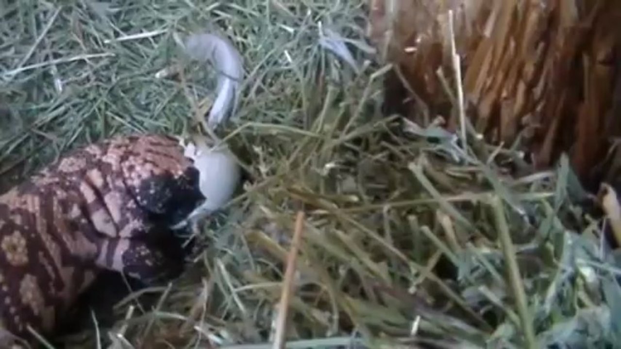 Duck Catches Gila Monster in the Act