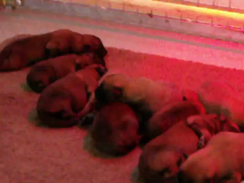 Chiots Espoir x Gessy à 5 jours