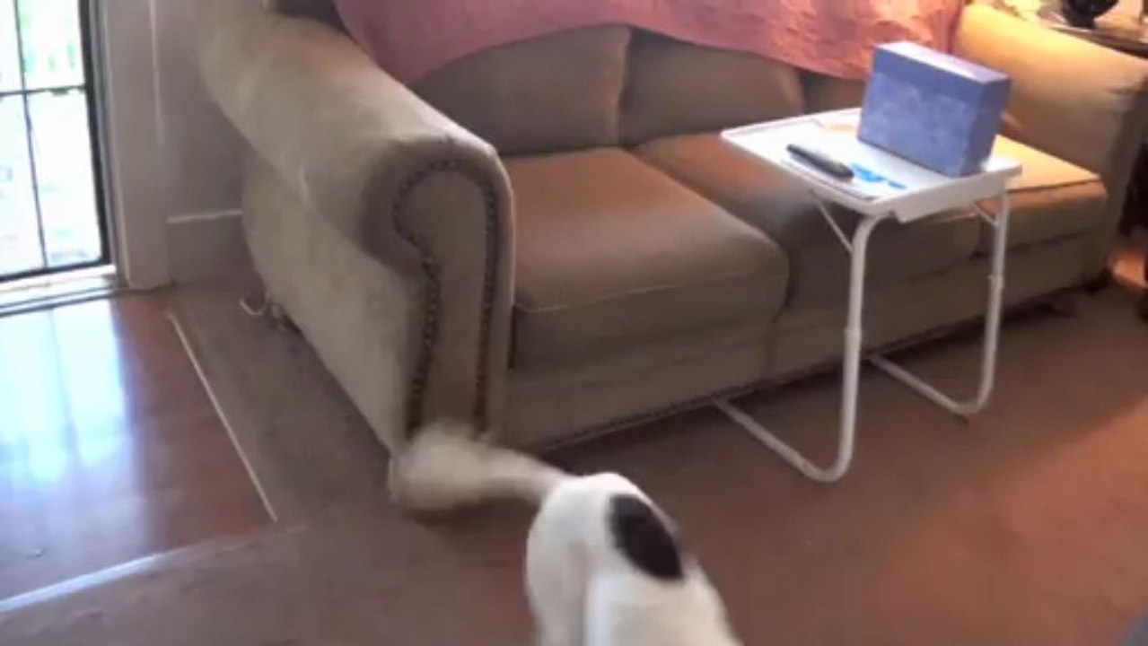 Maggie Bed Bug Detection Dog in Training - Falco K9