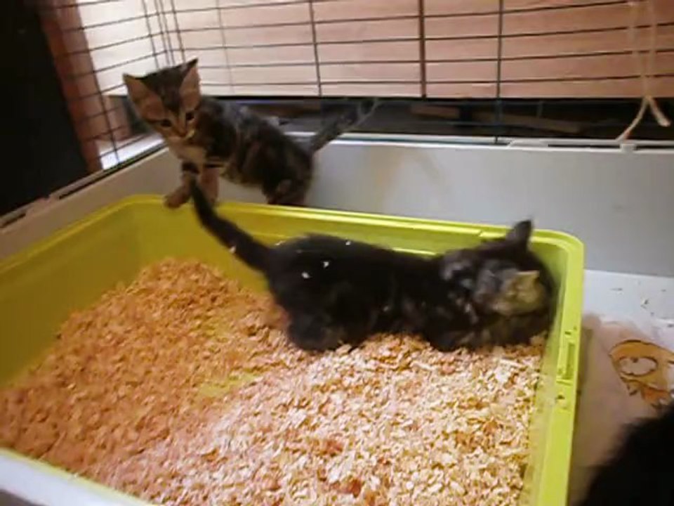 Chatons de juin 2013 n° 3