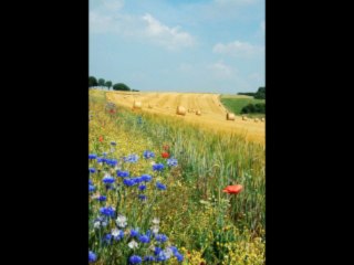 What  A Wonderful World