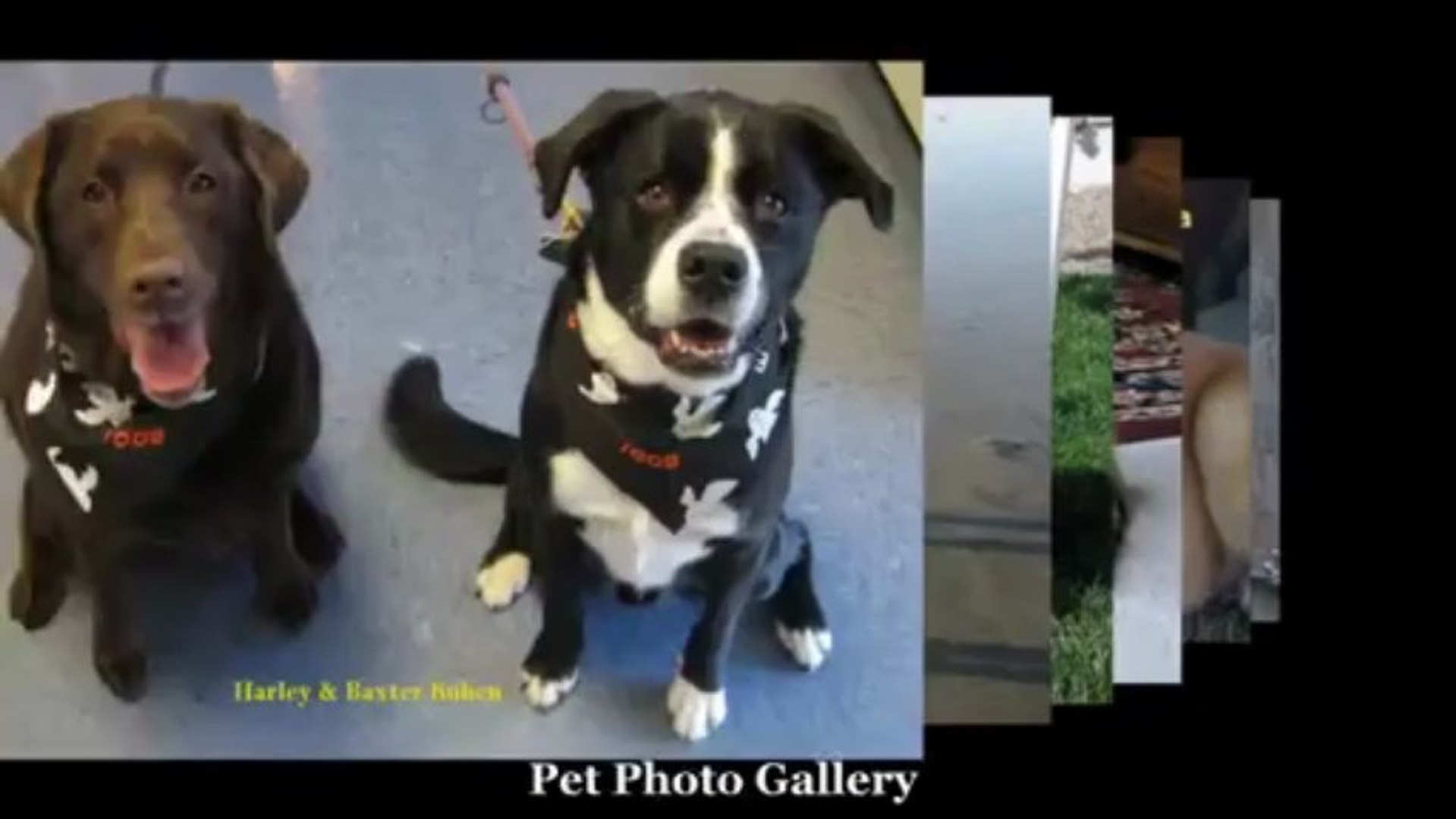 ⁣Del Mar Veterinary Care For Your Pet