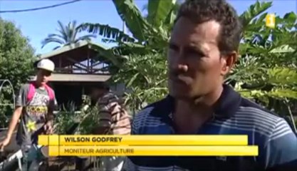 Certains CJA de Tahiti tentent d'expérimenter de nouvelles filières agricoles