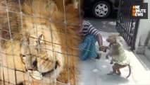 Which is More Entertaining: Lions & Tigers Acting Like Kittens or India's Dancing Monkeys