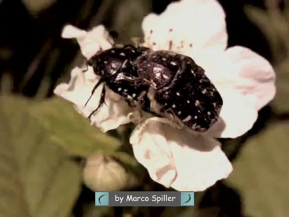 Oxythyrea funesta