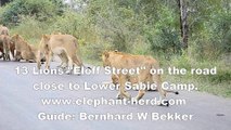 A Pirde of 13 Lions walking wright next to us on the road  while on safari in Kruger National Park seen at Lubyelubye river bridge
