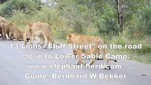 A Pirde of 13 Lions walking wright next to us on the road  while on safari in Kruger National Park seen at Lubyelubye river bridge