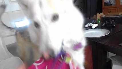 Water, blood kit, fork