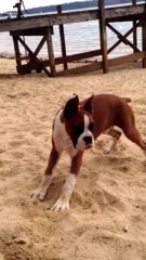 Réaction hilarante d'un chien avec du citron