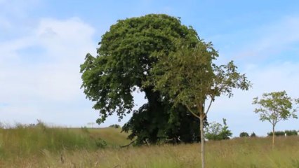 Mon arbre 14 juin 2013