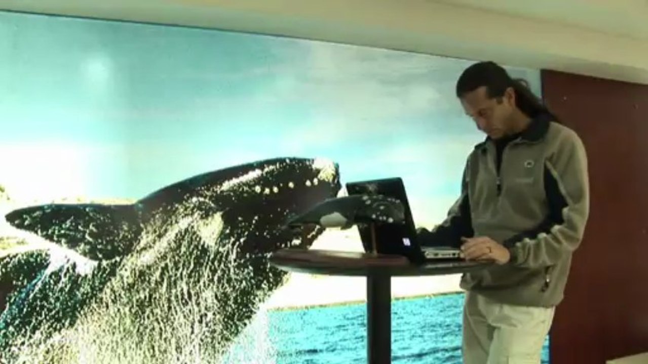 Argentine: les baleines de nouveau chassées