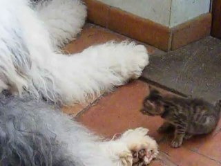 Un tête à tête intimidant...