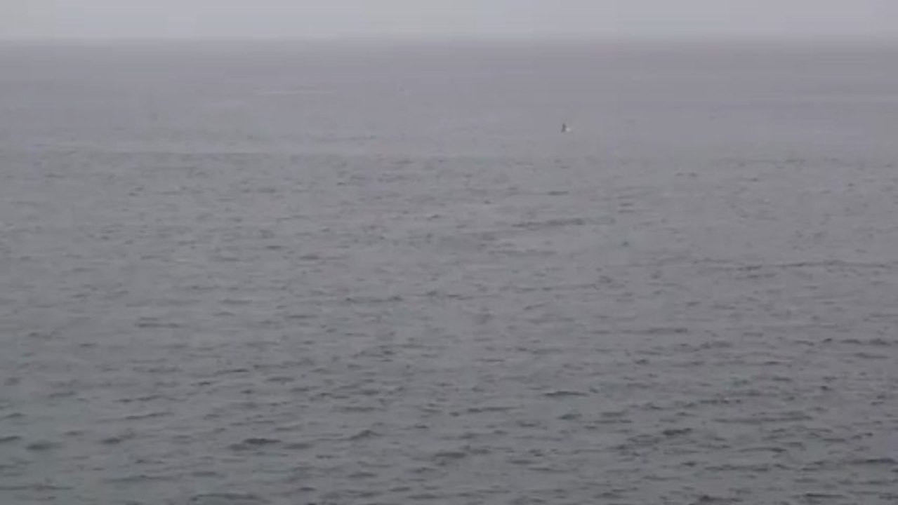 Plongeon du rorqual commun