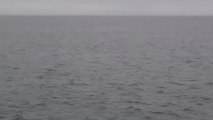 Des belugas a l horizon