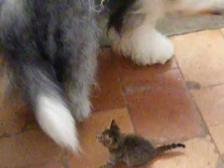 Petit chaton et Bobtail.