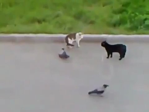 Разборки кота против кота с воронами