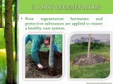 Steps for the Process of Tree Transplanting