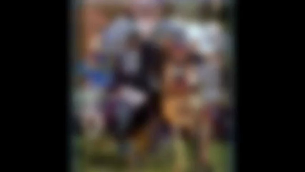 Get The Best Schutzhund Training For German Shepherd Dogs