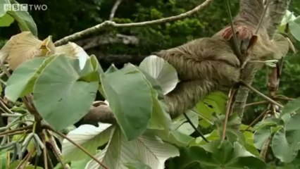 Why sloths are weird - secrets of our living planet - episode 1 - bbc two