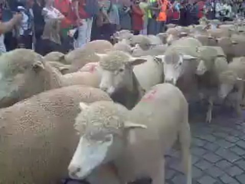 TransHumance à Marseille-Vieux-Port (2)