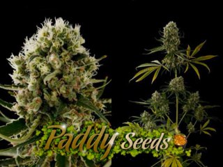 graines de cannabis Critical jack dinafem
