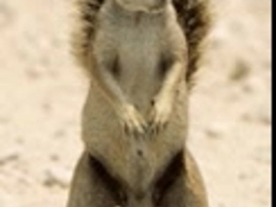squirrel