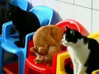 Woman lives with 130 cats