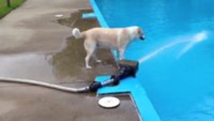 This Dog Isn't The Smartest