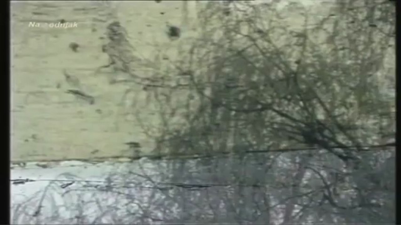 šaban šaulić Nocas Mi Se S Tobom Spava