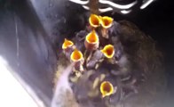 Un nid d'oiseaux plein de bébés dans un cendrier....trop mignon!