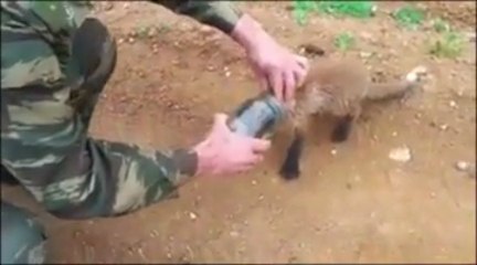 Un Bébé renard coincé dans un bocal!