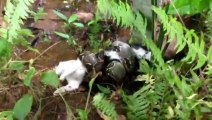 Cat VS Boa constrictor! Awesome terrible video !!
