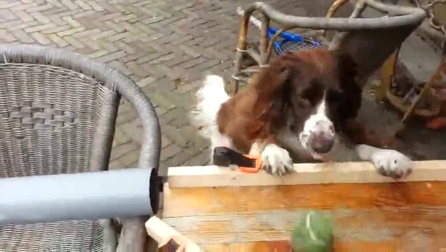 What a smart dog playing all alone with the ball!