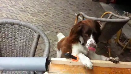 Video herunterladen: Ce chien se lance la balle tout seul !! La fin d'un jeter de balle épuisant !