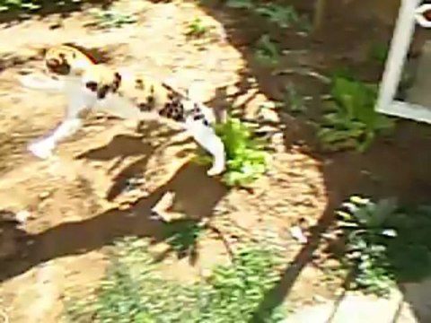 Gözleri görmeyen kedi ve yavru köpek (24.03.2007) Talip KÖSEOĞLU' NUN kedisi ve köpeğiydi bir zamanlar ( kediye araba çarptı, köpek ise bir şerefsiz tarafından zehirlendi)