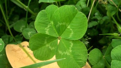 Las leyendas sobre el trébol de 4 hojas