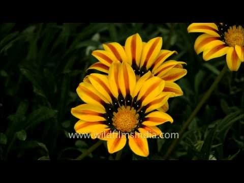 Gazania at Mughal Gardens in Rashtrapati Bhavan