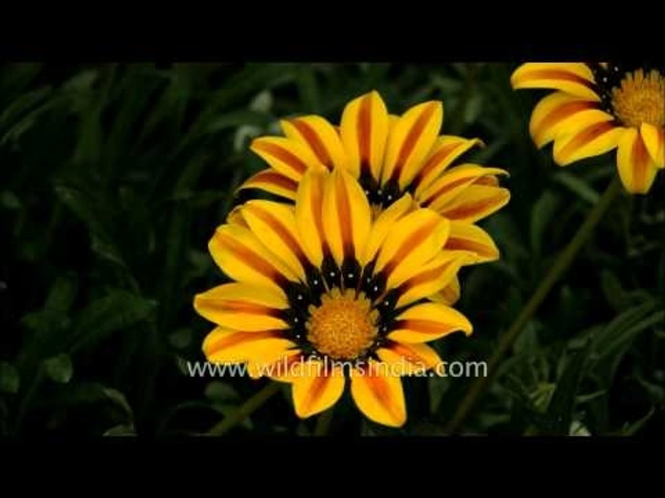 Gazania at Mughal Gardens in Rashtrapati Bhavan