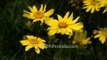 Yellow Daisy Flowers bloom at Mughal Gardens in President's House of India