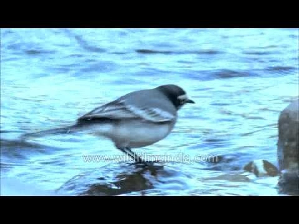 White or Pied Wagtail migrates to Delhi for winter