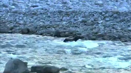 Cows can swim: Survival Struggles - River crossing by cattle