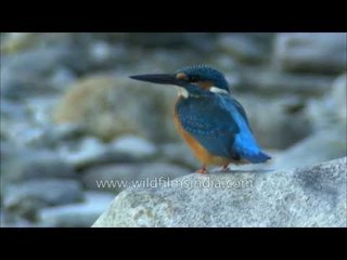 Common or Eurasian Kingfisher along Ramganga river