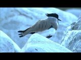 Spur-winged Plover stands on one leg and hiccups!