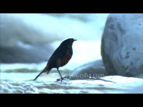 White-capped Redstart sitting by a Himalayan stream