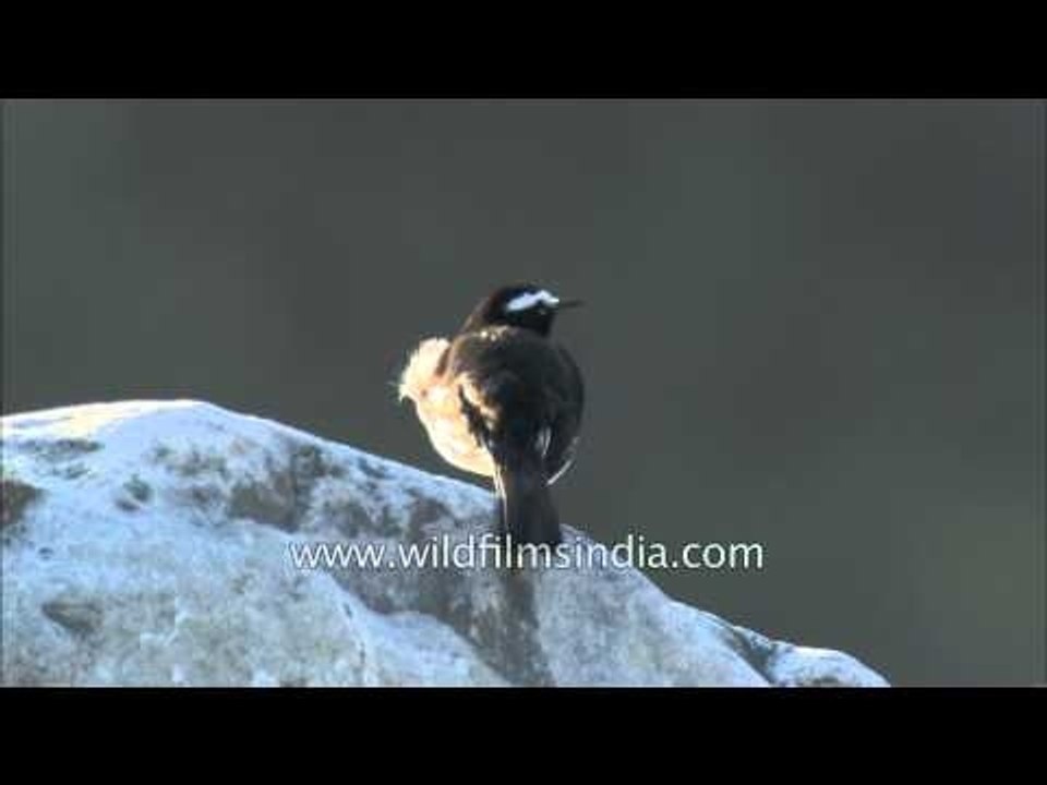 Large Pied Wagtail on a boulder