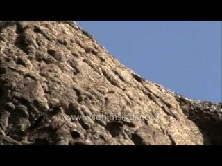 Help us identify this Tree Wasp species!