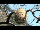 Crematogaster wasp nest hanging on a tree