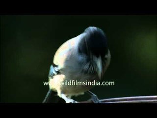 Black-throated Jay in the Himalayas